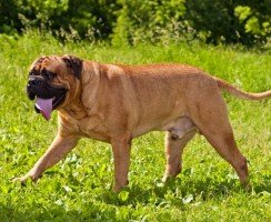 Бульмастиф (фото): храбрый защитник и ласковый друг для всей семьи