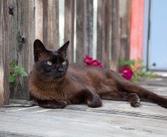 Бурманская кошка (фото): мускулистый крепыш с медовыми глазами