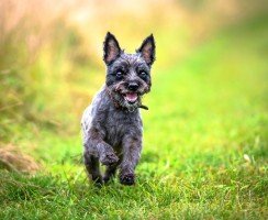 Керн-терьер (фото): энергичный компаньон с игривым характером