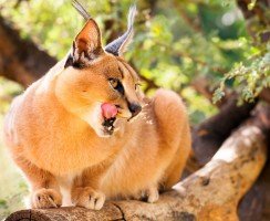 Каракал (фото): грациозный представитель кошачьей экзотики