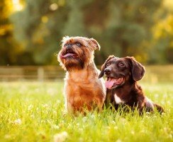 Чем лечить лишай у собак: традиционные и нетрадиционные методы