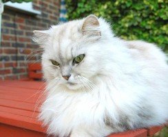 Кошка шиншилла (фото): это не порода, это изящная серебряная дымка в окрасе