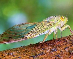 Цикада (фото): искусно поющее насекомое