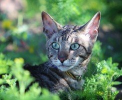 Корниш-рекс (фото): кудрявая грация и благородство