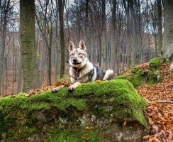 Чехословацкая волчья собака (фото): помесь волка и немецкой овчарки