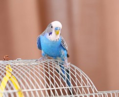 Попугай молится «Господи, помилуй»: забавное видео