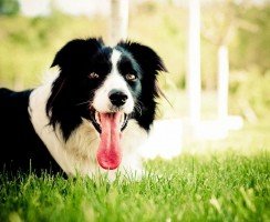 Собаку укусил клещ: что делать, чтобы оказать животному грамотную помощь?