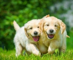 Клички для собак мальчиков: как выбрать?