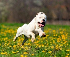 Аргентинский дог (фото): красавец, отважный охотник и защитник