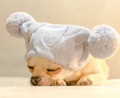 10 пород собак для ленивых хозяев