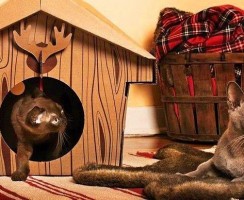 Домики для кошек: все тонкости правильного выбора