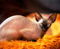 Донской сфинкс (фото): добрая и игривая кошка без одежки