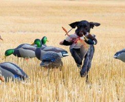 Дратхаар (фото): экстерьер, питание, уход и характер