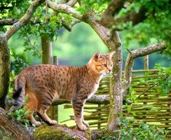 Египетская мау (фото): настоящая кошачья экзотика