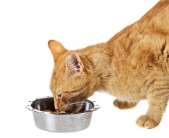 Бозита корм для кошек: Питание супер-премиум-класса