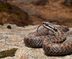 Фото змеи гадюки: ядовитый житель лесов