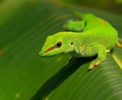 Геккон (фото): ящерица с фантастическими способностями