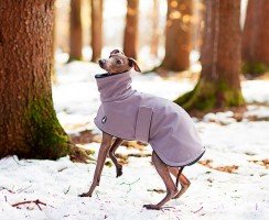 Грейхаунд (фото): кто на свете всех быстрее – не догнать собаку грея!