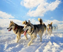 Хаски (фото): свободолюбивая и независимая ездовая собака