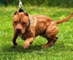 Американский питбультерьер (фото): Беспощадный боец и надежный друг