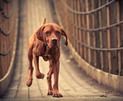 Венгерская выжла (фото): ловкий охотник с яркой внешностью