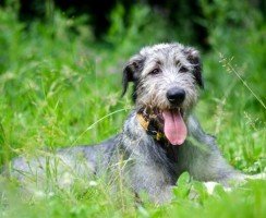 Ирландский волкодав (фото): умелый охотник с аристократичной внешностью