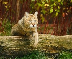 Фото камышовых котов: все о породе, характере, содержании