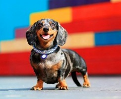 Карликовая такса (фото): кипучая энергия, храбрость и преданность