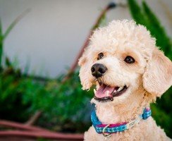 Карликовый пудель (фото): верный домашний питомец