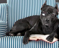 Катаракта у собаки: причины, симптомы, лечение, профилактика