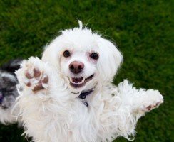 Китайская хохлатая пуховая (фото): ум и красота в одном флаконе