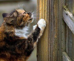 Когтеточки для кошек своими руками: поможем кошке и спасем мебель