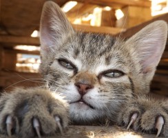 Как подстричь кошке когти: Полезные рекомендации по уходу