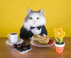 Какой корм для кошек лучше: правильный рацион мяукающего питомца