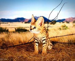 Кошка саванна (фото): покорный и ласковый гепард