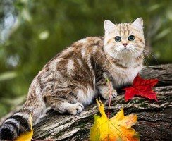 Кошки породы манчкин (фото): коротколапые обаятельные друзья