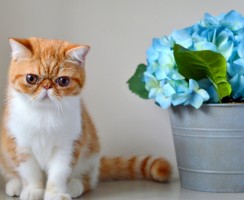 Кот экзот (фото): игрушечный кот с густой шерстью