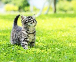 Котята мейн-кун (фото): как правильно растить и ухаживать