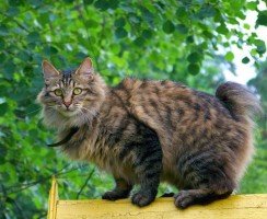 Бобтейл курильский (фото): русская короткохвостная кошка