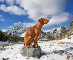 Курцхаар (фото) — верный компаньон и отличный охотник: описание, характер, уход