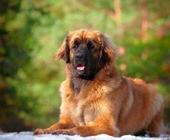 Леонбергер (фото): домашняя копия льва немецких кровей