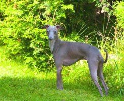 Левретка (фото): изящная и игривая любимица королевской знати