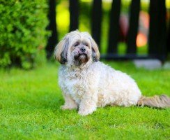 Лхаса апсо (фото): преданность и серьезность в игривом обличии