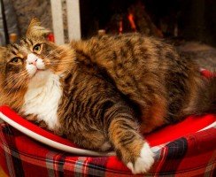 Порода больших кошек: гигантские домашние любимцы