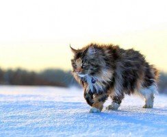 Самая дорогая порода кошек (фото): «золотые» мурлыки