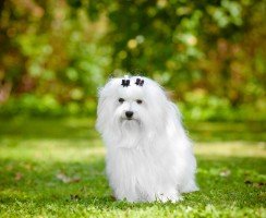 Мальтийская болонка (фото): Белоснежка в собачьем мире