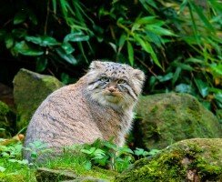 Манул (фото): свободный степной отшельник или милый домашний питомец?