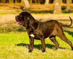 Неаполитанский мастиф (фото): грозный охранник с доброй душой