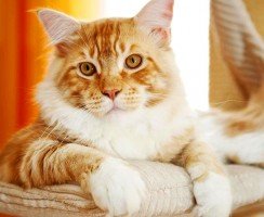 Коты мейн кун (фото): короли домашних кошек