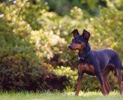 Карликовый пинчер (фото): любвеобильный и энергичный малыш